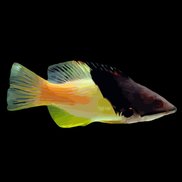 فرشته ماهی کورال بیوتی coral beauty angelfish