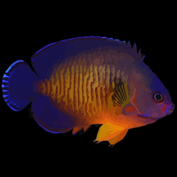 فرشته ماهی کورال بیوتی coral beauty angelfish