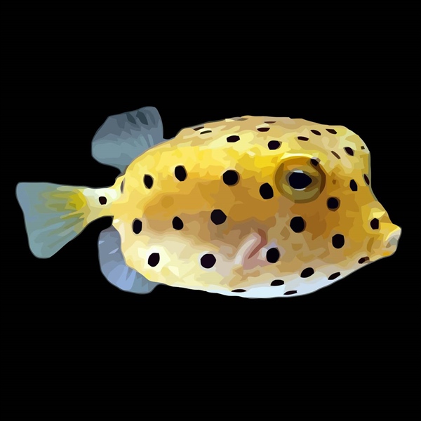 فرشته ماهی کورال بیوتی coral beauty angelfish