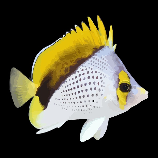 فرشته ماهی کورال بیوتی coral beauty angelfish