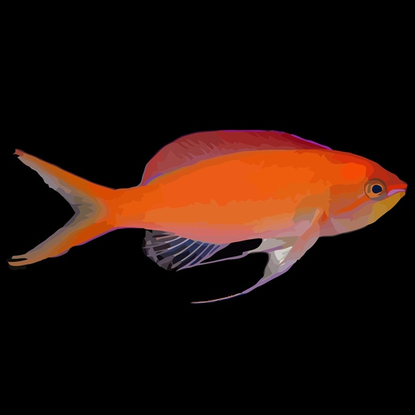 فرشته ماهی کورال بیوتی coral beauty angelfish