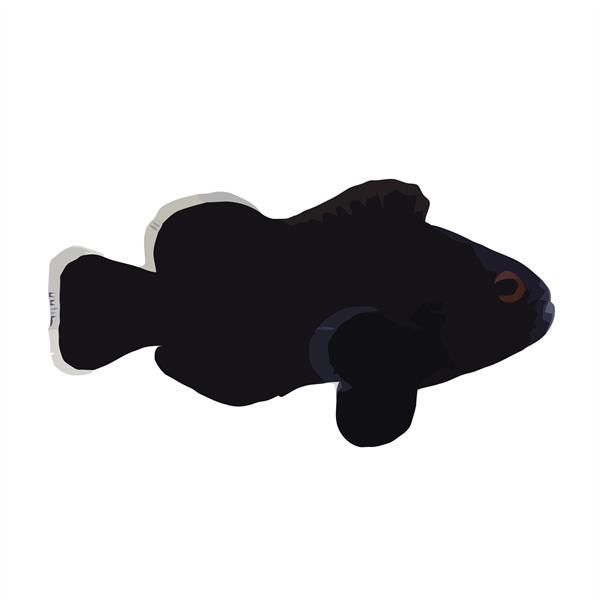 فرشته ماهی کورال بیوتی coral beauty angelfish