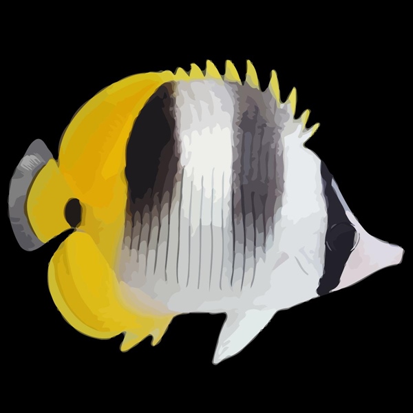 فرشته ماهی کورال بیوتی coral beauty angelfish