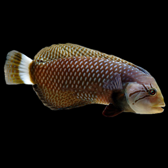 فرشته ماهی کورال بیوتی coral beauty angelfish