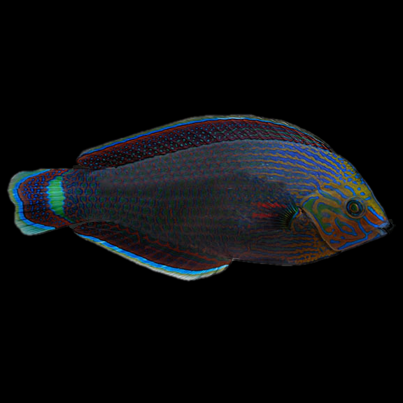 فرشته ماهی کورال بیوتی coral beauty angelfish