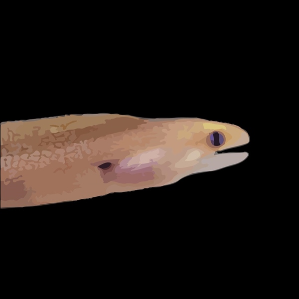 فرشته ماهی کورال بیوتی coral beauty angelfish