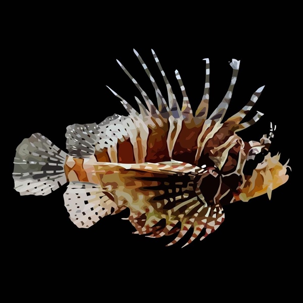 فرشته ماهی کورال بیوتی coral beauty angelfish