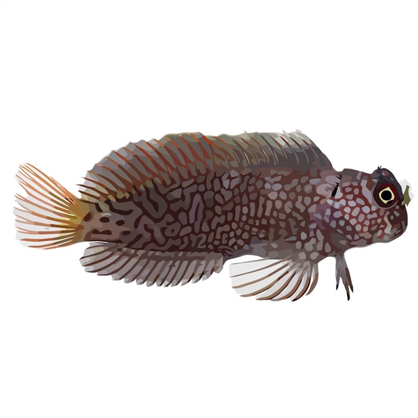 فرشته ماهی کورال بیوتی coral beauty angelfish