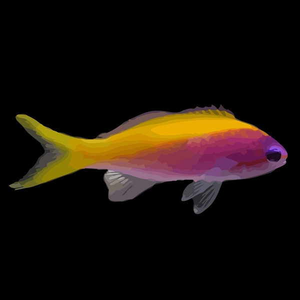 فرشته ماهی کورال بیوتی coral beauty angelfish