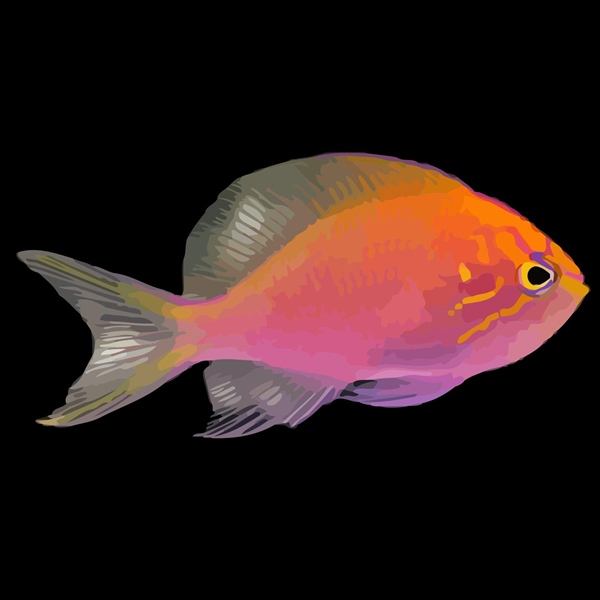 فرشته ماهی کورال بیوتی coral beauty angelfish