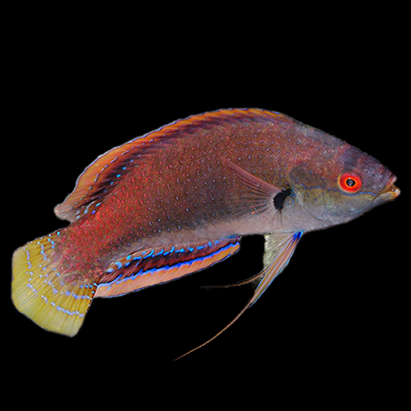 فرشته ماهی کورال بیوتی coral beauty angelfish