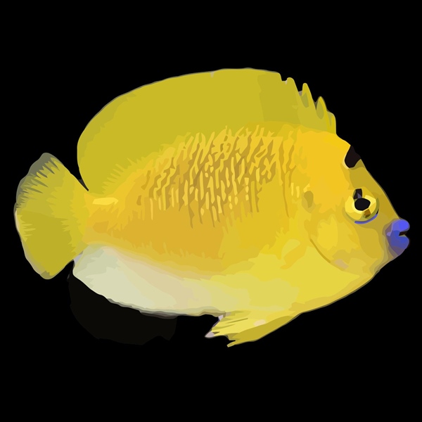 فرشته ماهی کورال بیوتی coral beauty angelfish