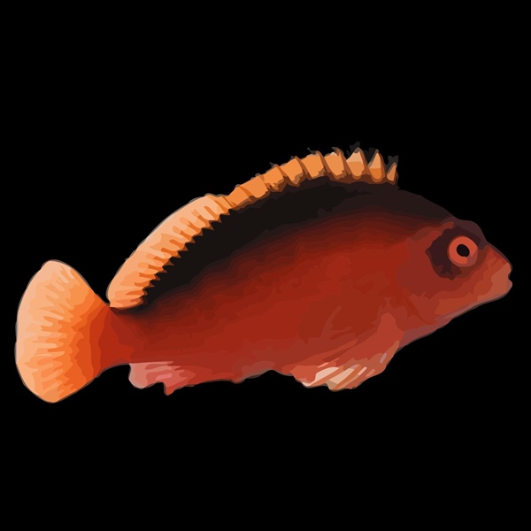 فرشته ماهی کورال بیوتی coral beauty angelfish