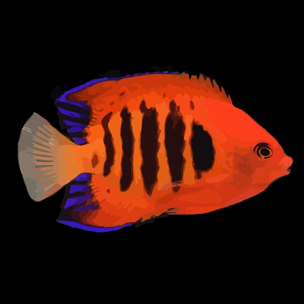 فرشته ماهی کورال بیوتی coral beauty angelfish
