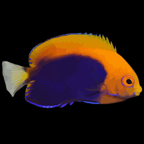فرشته ماهی کورال بیوتی coral beauty angelfish