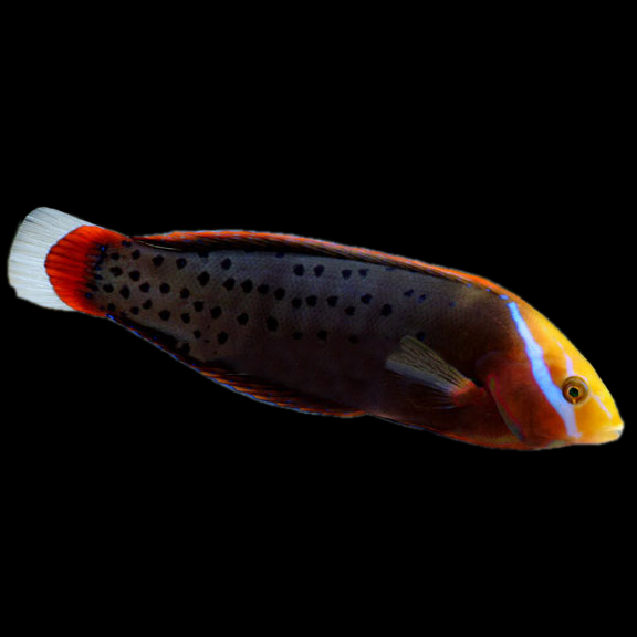 فرشته ماهی کورال بیوتی coral beauty angelfish