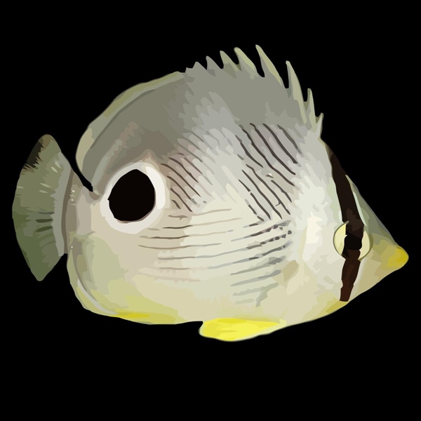 فرشته ماهی کورال بیوتی coral beauty angelfish