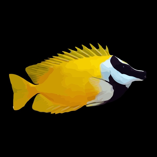 فرشته ماهی کورال بیوتی coral beauty angelfish
