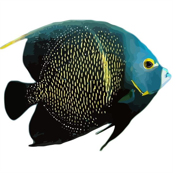 فرشته ماهی کورال بیوتی coral beauty angelfish