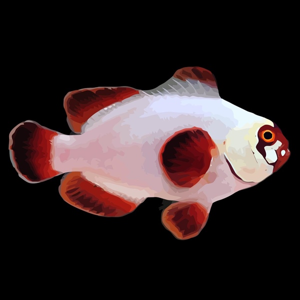 فرشته ماهی کورال بیوتی coral beauty angelfish