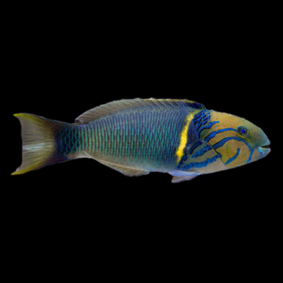 فرشته ماهی کورال بیوتی coral beauty angelfish