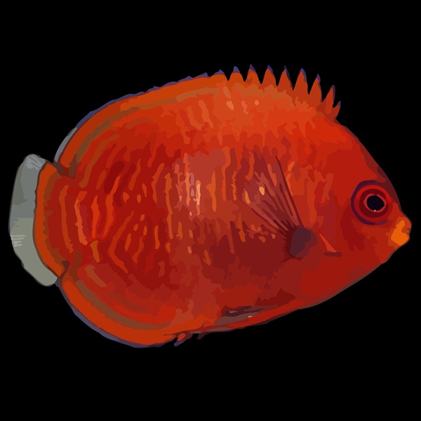 فرشته ماهی کورال بیوتی coral beauty angelfish
