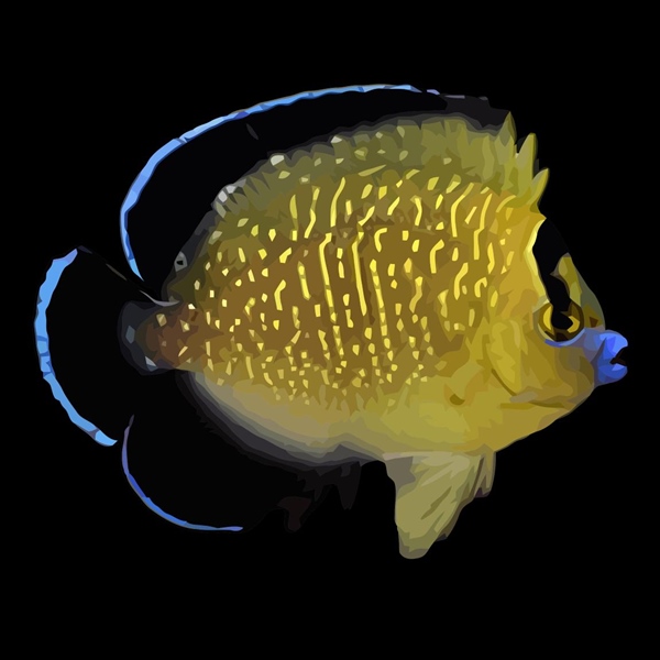 فرشته ماهی کورال بیوتی coral beauty angelfish