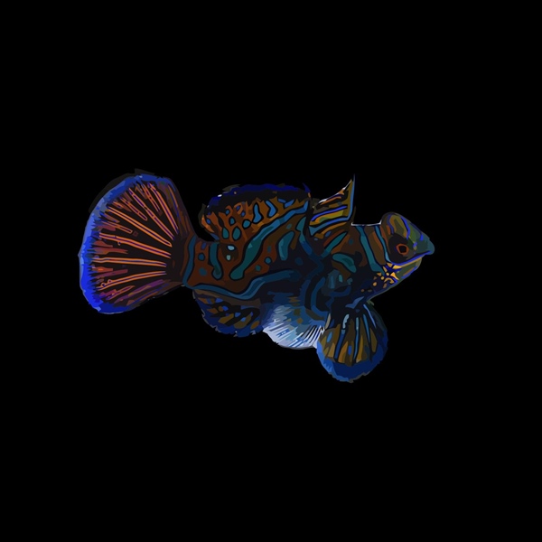 فرشته ماهی کورال بیوتی coral beauty angelfish