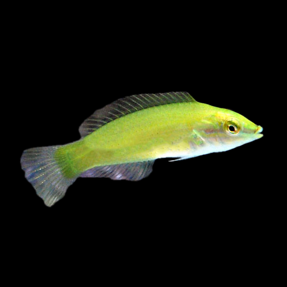 فرشته ماهی کورال بیوتی coral beauty angelfish