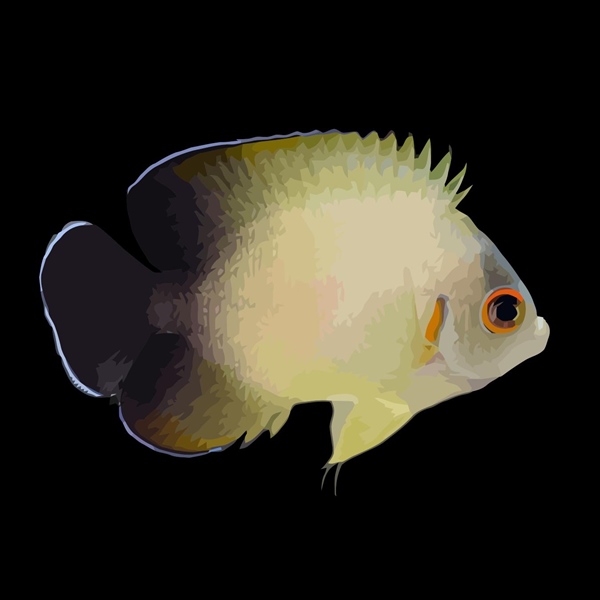 فرشته ماهی کورال بیوتی coral beauty angelfish