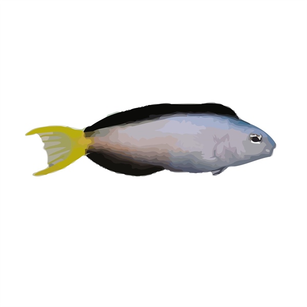 فرشته ماهی کورال بیوتی coral beauty angelfish