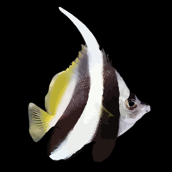 فرشته ماهی کورال بیوتی coral beauty angelfish