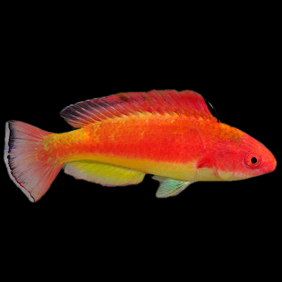 فرشته ماهی کورال بیوتی coral beauty angelfish