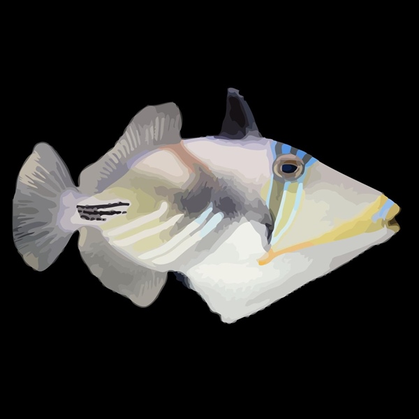 فرشته ماهی کورال بیوتی coral beauty angelfish