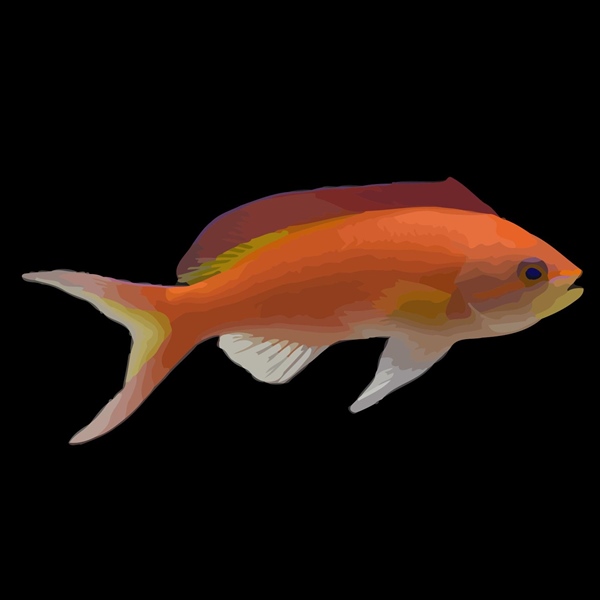 فرشته ماهی کورال بیوتی coral beauty angelfish