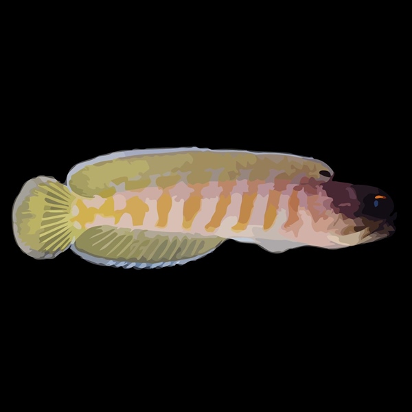 فرشته ماهی کورال بیوتی coral beauty angelfish