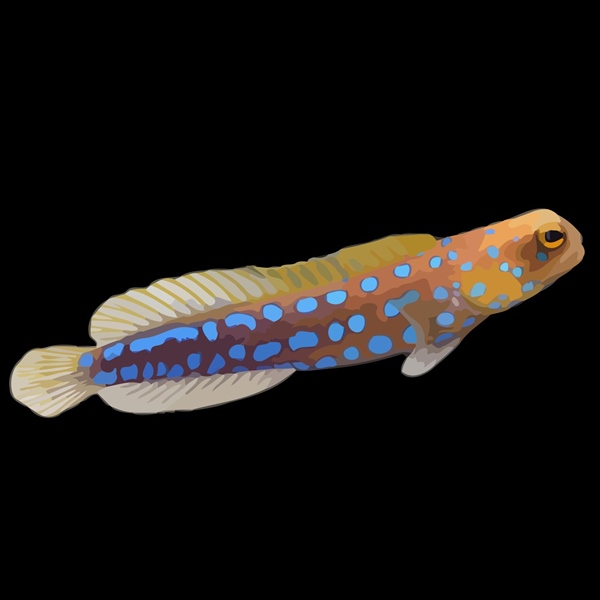 فرشته ماهی کورال بیوتی coral beauty angelfish