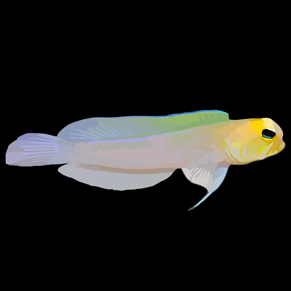 فرشته ماهی کورال بیوتی coral beauty angelfish