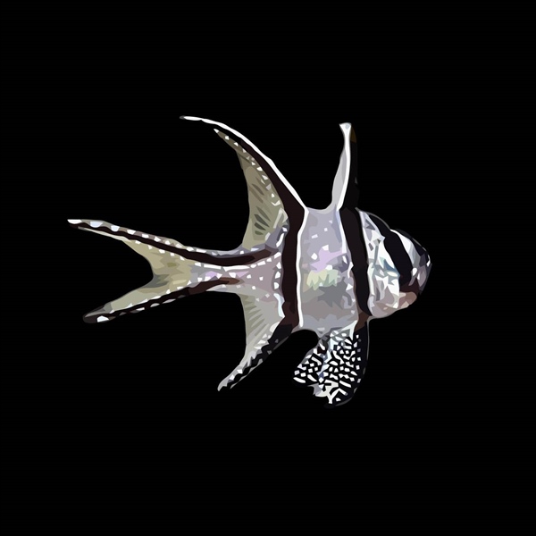 فرشته ماهی کورال بیوتی coral beauty angelfish