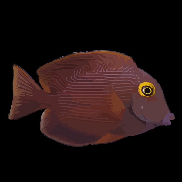 فرشته ماهی کورال بیوتی coral beauty angelfish