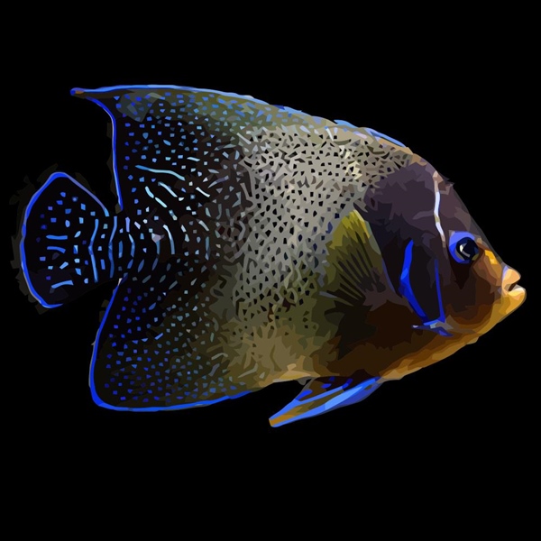 فرشته ماهی کورال بیوتی coral beauty angelfish