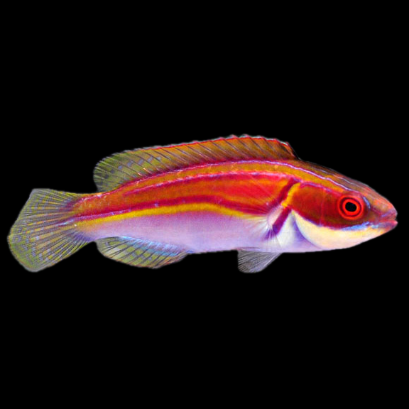 فرشته ماهی کورال بیوتی coral beauty angelfish