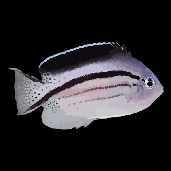 فرشته ماهی کورال بیوتی coral beauty angelfish