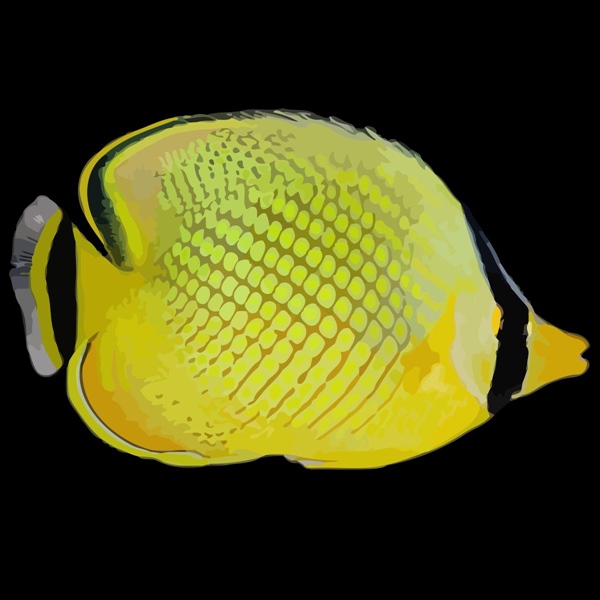 فرشته ماهی کورال بیوتی coral beauty angelfish