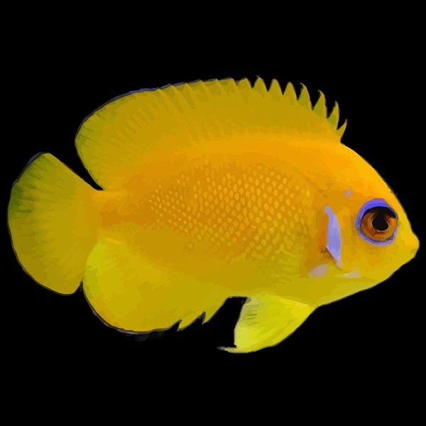 فرشته ماهی کورال بیوتی coral beauty angelfish