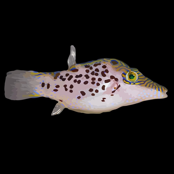 فرشته ماهی کورال بیوتی coral beauty angelfish