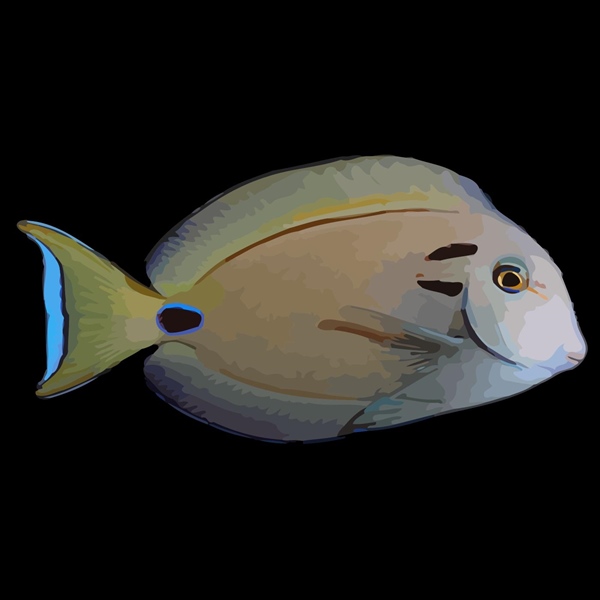فرشته ماهی کورال بیوتی coral beauty angelfish