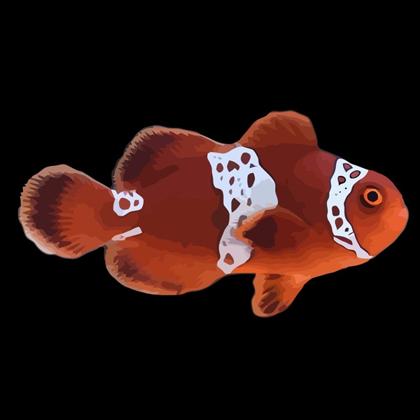 فرشته ماهی کورال بیوتی coral beauty angelfish