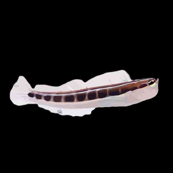 فرشته ماهی کورال بیوتی coral beauty angelfish