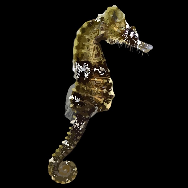 فرشته ماهی کورال بیوتی coral beauty angelfish